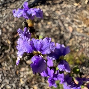 Dampiera stricta at Balmoral, NSW - 17 Sep 2025 by Span102