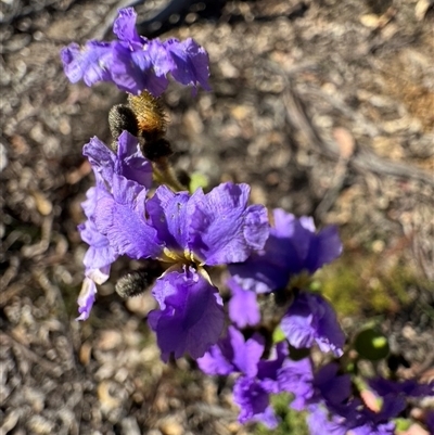 Dampiera stricta at Balmoral, NSW - 17 Sep 2025 by Span102