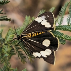 Nyctemera amicus (Senecio Moth, Magpie Moth, Cineraria Moth) at Captains Flat, NSW - 24 Sep 2025 by Csteele4