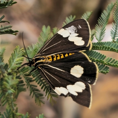 Nyctemera amicus (Senecio Moth, Magpie Moth, Cineraria Moth) at Captains Flat, NSW - 24 Sep 2025 by Csteele4