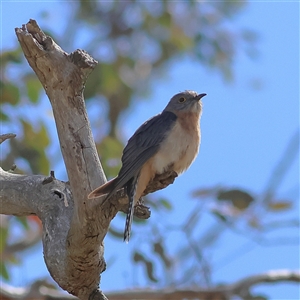 Cacomantis flabelliformis (Fan-tailed Cuckoo) at Pialligo, ACT - 22 Sep 2025 by MichaelWenke