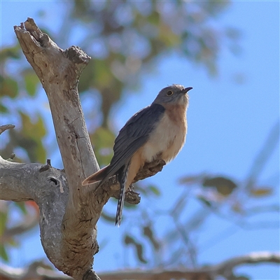 Cacomantis flabelliformis (Fan-tailed Cuckoo) at Pialligo, ACT - 22 Sep 2025 by MichaelWenke