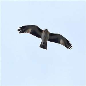 Hieraaetus morphnoides (Little Eagle) by MichaelWenke