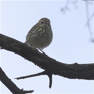 Pyrrholaemus sagittatus (Speckled Warbler) at Oaks Estate, ACT - 22 Sep 2025 by MichaelWenke
