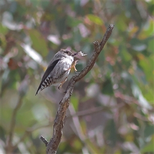 Daphoenositta chrysoptera (Varied Sittella) at Oaks Estate, ACT - 22 Sep 2025 by MichaelWenke