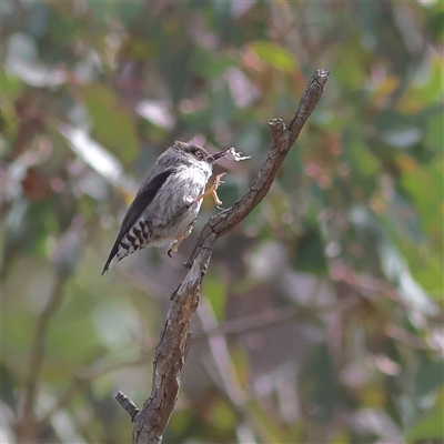 Daphoenositta chrysoptera (Varied Sittella) at Oaks Estate, ACT - 22 Sep 2025 by MichaelWenke
