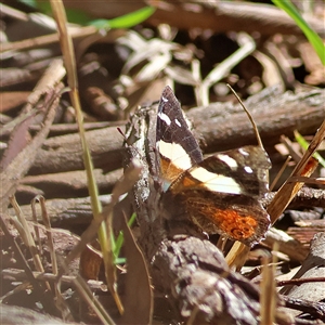 Vanessa itea (Yellow Admiral) at Oaks Estate, ACT - 22 Sep 2025 by MichaelWenke