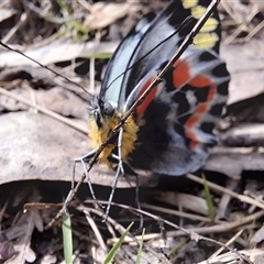 Delias harpalyce (Imperial Jezebel) at Mongarlowe, NSW - 24 Sep 2025 by Dron