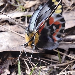 Delias harpalyce (Imperial Jezebel) at Mongarlowe, NSW - 24 Sep 2025 by Dron