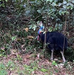 Casuarius casuarius (Southern Cassowary) at Thornton Beach, QLD - 11 Jul 2025 by Tapirlord