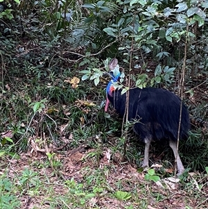 Casuarius casuarius (Southern Cassowary) at Thornton Beach, QLD - 11 Jul 2025 by Tapirlord