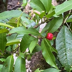 Ixora biflora at Cape Tribulation, QLD - 11 Jul 2025 by Tapirlord