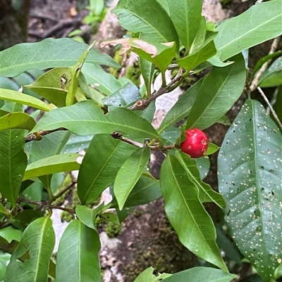 Ixora biflora at Cape Tribulation, QLD - 11 Jul 2025 by Tapirlord