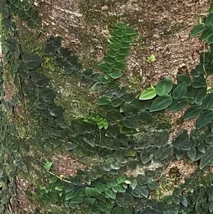 Rhaphidophora hayi (Shingle Plant) at Cape Tribulation, QLD - 11 Jul 2025 by Tapirlord