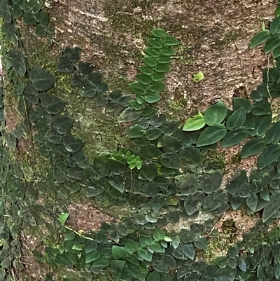 Rhaphidophora hayi (Shingle Plant) at Cape Tribulation, QLD - 11 Jul 2025 by Tapirlord