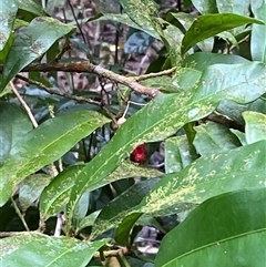 Brackenridgea australiana (indigenous, native, brown, ochna) at Cape Tribulation, QLD - 11 Jul 2025 by Tapirlord