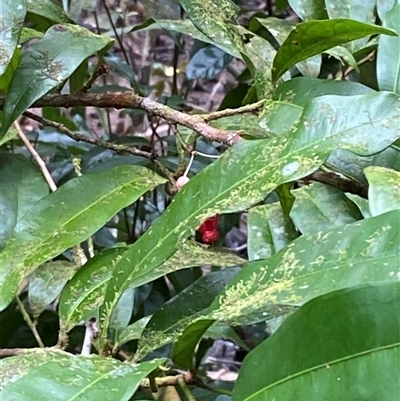 Brackenridgea australiana (indigenous, native, brown, ochna) at Cape Tribulation, QLD - 11 Jul 2025 by Tapirlord