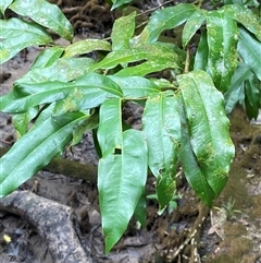 Brackenridgea australiana (indigenous, native, brown, ochna) at Cape Tribulation, QLD - 11 Jul 2025 by Tapirlord