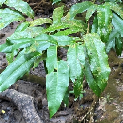 Brackenridgea australiana (indigenous, native, brown, ochna) at Cape Tribulation, QLD - 11 Jul 2025 by Tapirlord