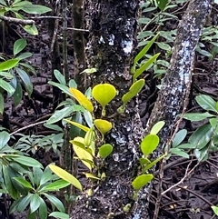 Unverified Orchid at Cape Tribulation, QLD - 11 Jul 2025 by Tapirlord