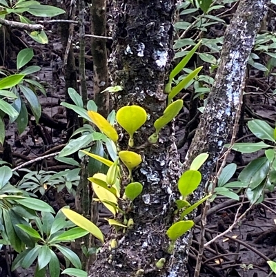 Unverified Orchid at Cape Tribulation, QLD - 11 Jul 2025 by Tapirlord