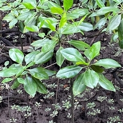 Unverified Other Tree at Dedin, QLD - 11 Jul 2025 by Tapirlord