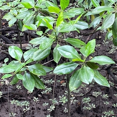 Unverified Other Tree at Dedin, QLD - 11 Jul 2025 by Tapirlord