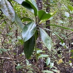 Unverified Other Tree at Cape Tribulation, QLD - 11 Jul 2025 by Tapirlord