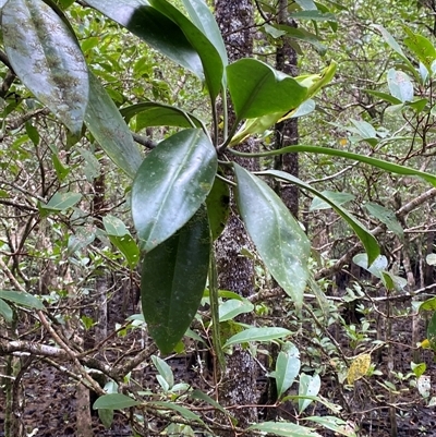 Unverified Other Tree at Cape Tribulation, QLD - 11 Jul 2025 by Tapirlord