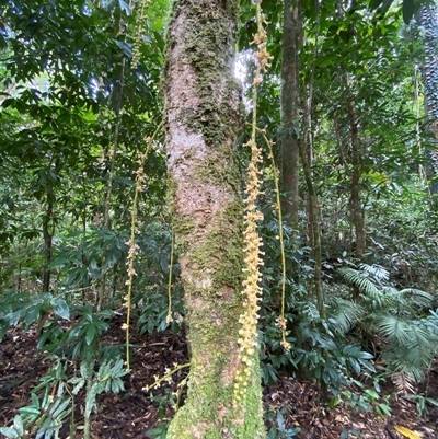 Ryparosa kurrangii at Cape Tribulation, QLD - 11 Jul 2025 by Tapirlord