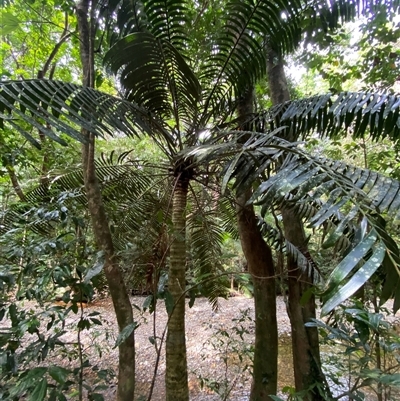 Lepidozamia hopei (Hope's Cycad) at Cape Tribulation, QLD - 11 Jul 2025 by Tapirlord