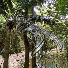 Lepidozamia hopei at Cape Tribulation, QLD - suppressed