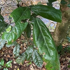Unverified Other Tree at Cape Tribulation, QLD - 11 Jul 2025 by Tapirlord