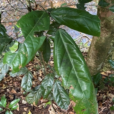 Unverified Other Tree at Cape Tribulation, QLD - 11 Jul 2025 by Tapirlord