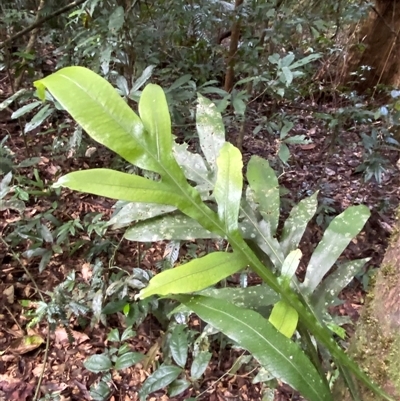 Blechnum nudum at Cape Tribulation, QLD - 11 Jul 2025 by Tapirlord