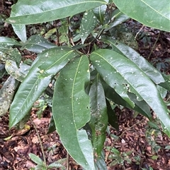 Unverified Other Tree at Cape Tribulation, QLD - 11 Jul 2025 by Tapirlord