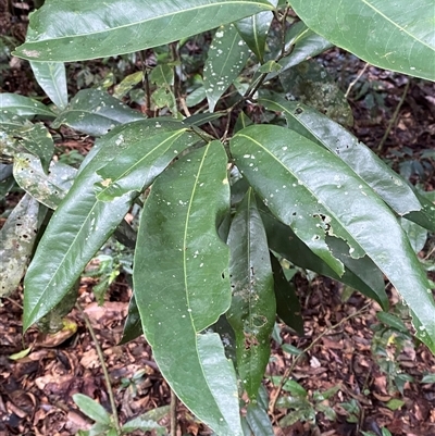 Unverified Other Tree at Cape Tribulation, QLD - 11 Jul 2025 by Tapirlord