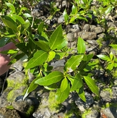 Avicennia marina subsp. australasica at Cape Tribulation, QLD - 11 Jul 2025 by Tapirlord