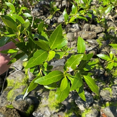 Avicennia marina subsp. australasica at Cape Tribulation, QLD - 11 Jul 2025 by Tapirlord
