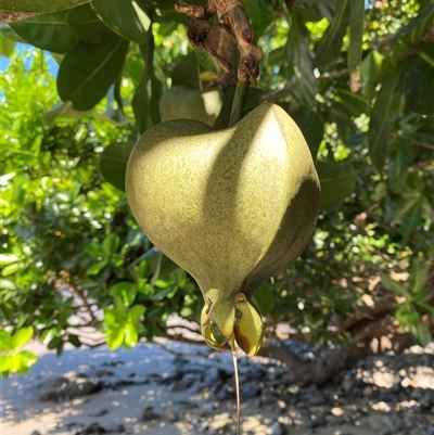 Barringtonia asiatica (beach barringtonia) at Cape Tribulation, QLD - 11 Jul 2025 by Tapirlord