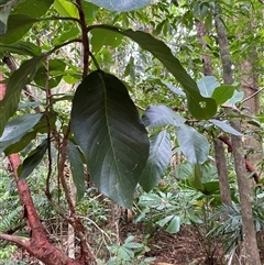 Dillenia alata (Red Beech) at Cape Tribulation, QLD - 11 Jul 2025 by Tapirlord