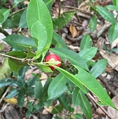 Ixora biflora at Cape Tribulation, QLD - 11 Jul 2025 by Tapirlord