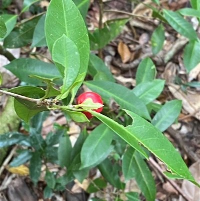 Ixora biflora at Cape Tribulation, QLD - 11 Jul 2025 by Tapirlord
