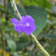 Stachytarpheta cayennensis at Cape Tribulation, QLD - 11 Jul 2025 by Tapirlord