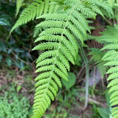 Dicksonia antarctica at Cape Tribulation, QLD - 11 Jul 2025 by Tapirlord
