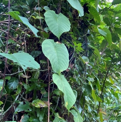 Hedera helix at Cape Tribulation, QLD - 11 Jul 2025 by Tapirlord