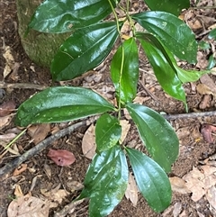 Cryptocarya laevigata at Cape Tribulation, QLD - 11 Jul 2025 by Tapirlord