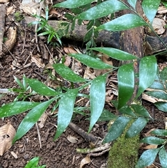 Bowenia spectabilis (Zamia Fern) at Cape Tribulation, QLD - 11 Jul 2025 by Tapirlord