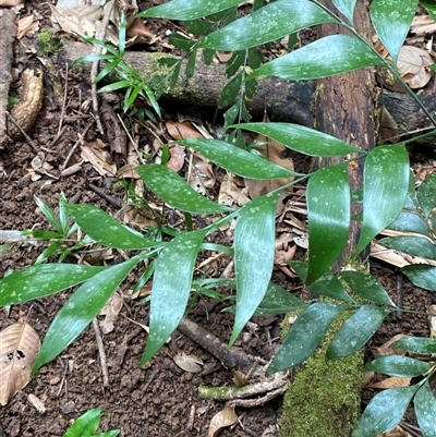 Bowenia spectabilis (Zamia Fern) at Cape Tribulation, QLD - 11 Jul 2025 by Tapirlord