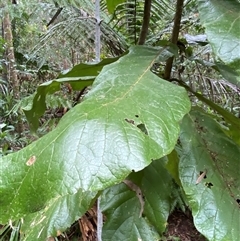 Deplanchea tetraphylla (Golden Bouquet) at Cape Tribulation, QLD - 11 Jul 2025 by Tapirlord